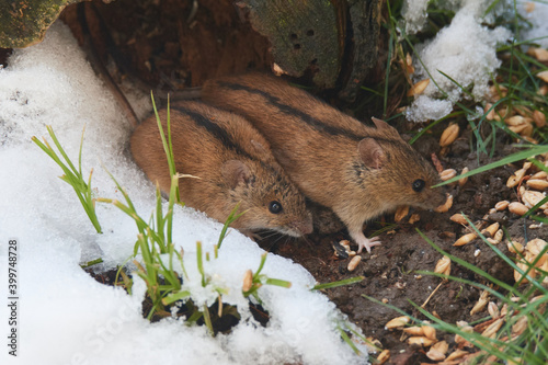 	
Brandmäuse (Apodemus agrarius) am Vogelfutter	
 photo