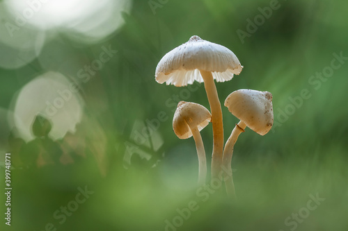 Beautiful Mushrooms between wildgrasses