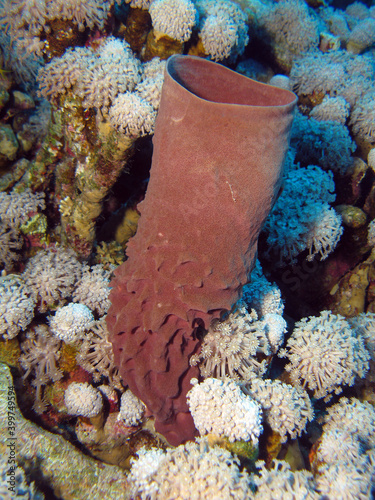 A prickly tube sponge Callyspongia crassa between beautiful Goniopora sp. coral on a Red Sea reef
