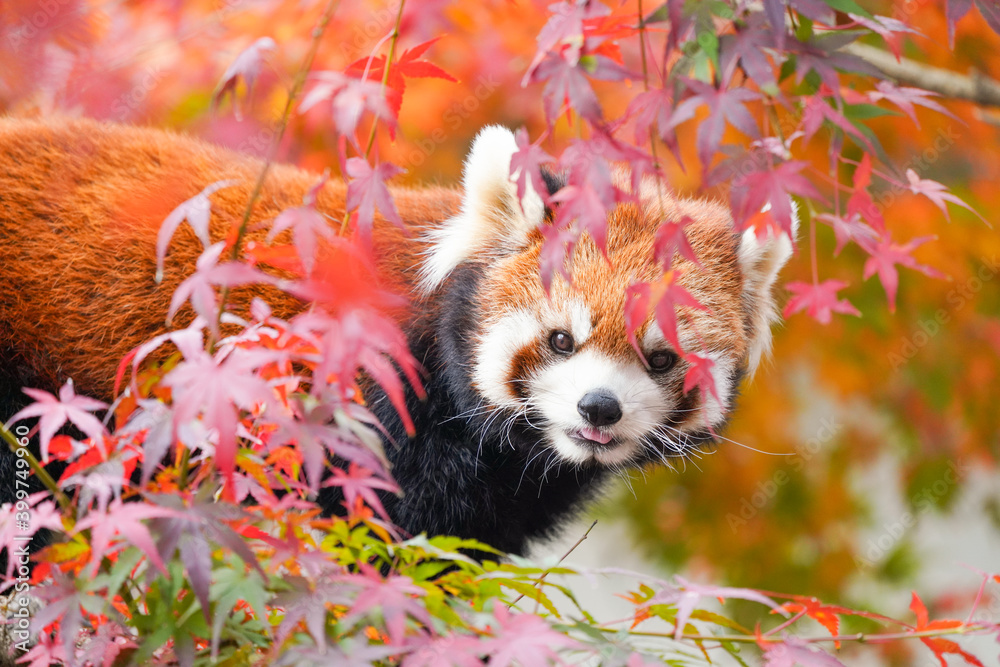Fotografie red panda in the autumn forest