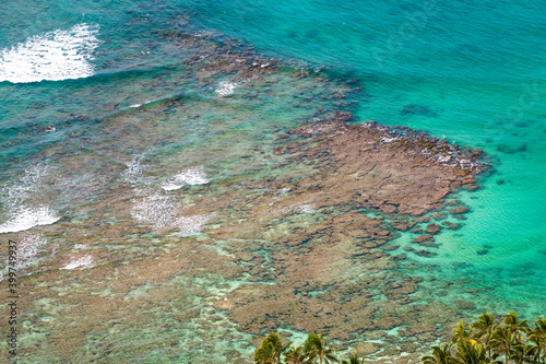 Coral reef off the coast of Waikiki, Oahu, Hawaii