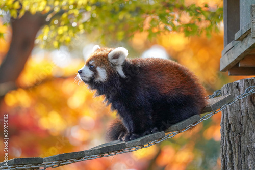 red panda in the autumn forest photo