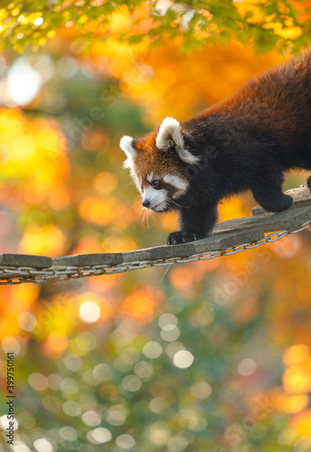 red panda in the autumn forest photo