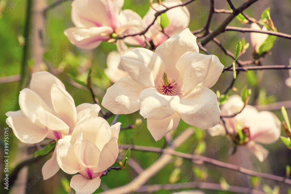Obraz premium Magnolia spring flowers