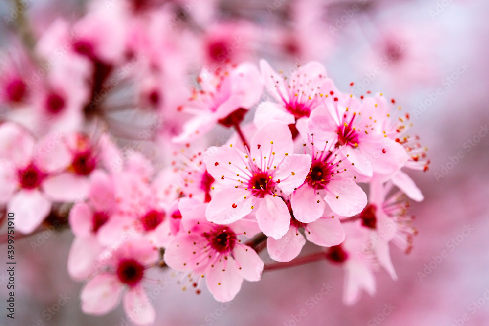 Obraz premium Cerezo en flor