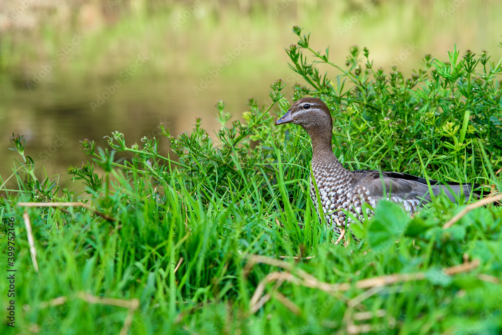 A single duck up close at Merri Creek in Victoria, Australia. A single duck up close at Merri Creek in Victoria, Australia.