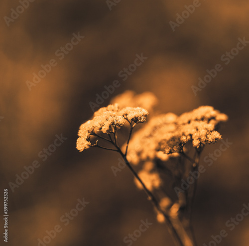 Dry inflorescence of Yarrow (or Cut grass, whitehead, nine-leaf, dervy, white derviy, field derivative, dental root, apothecary gruel, white gruel, chest gruel) in autumn at dusk. Narrow focus, macro. photo