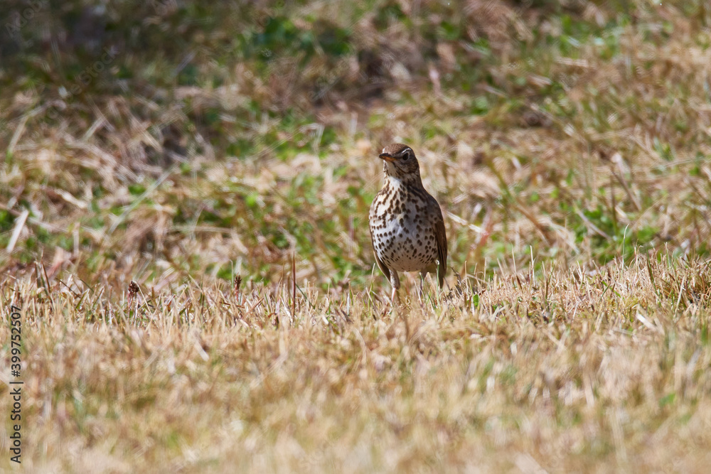 Singdrossel im Frühjahr bei der Futtersuche Singdrossel im Frühjahr bei der Futtersuche