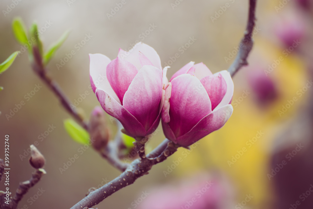Obraz premium Magnolia spring flowers