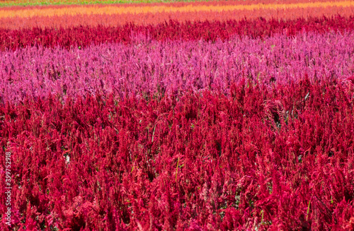 Cockscomb Celosia in pattern background farm