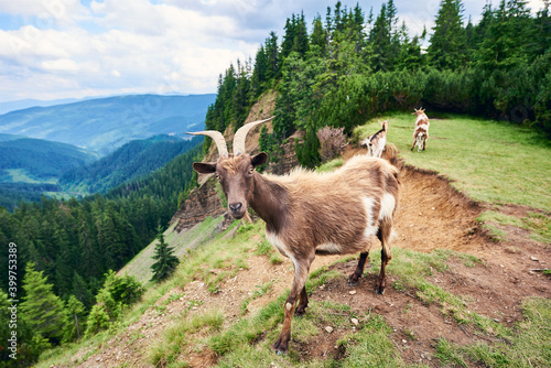 Canvas Print Wild goats in nature environment