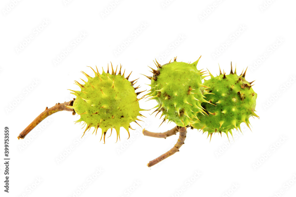 three green chestnut spiked fresh on an isolated background three green chestnut spiked fresh on an isolated background