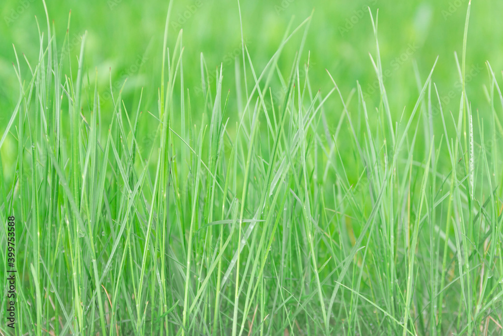 Background of long green blades of grass on a green blurred background. Background of long green blades of grass on a green blurred background.