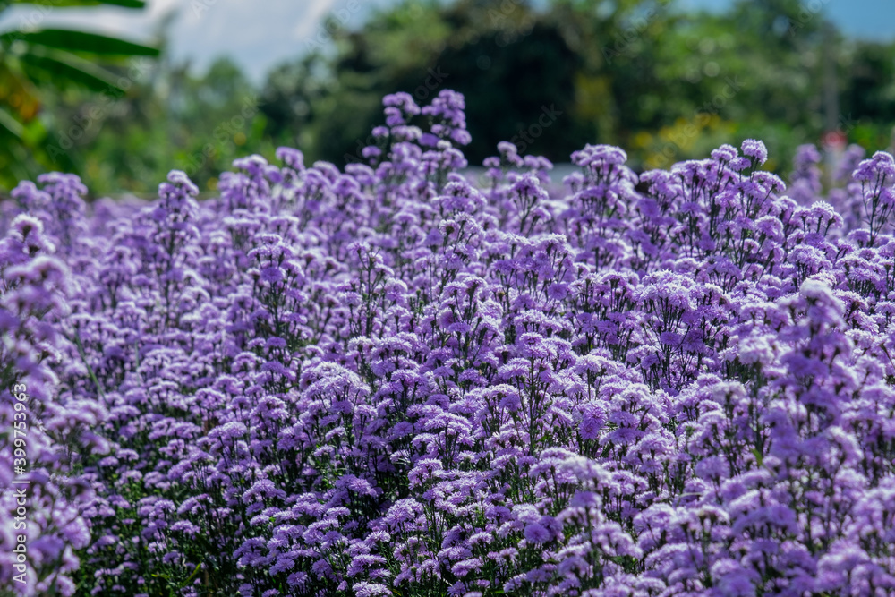 Purple Marguerite flowers in the garden farm Purple Marguerite flowers in the garden farm