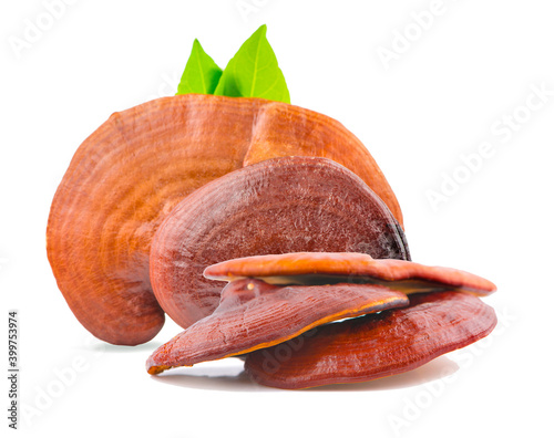 Ganoderma Lucidum Mushroom an isolated on white background photo