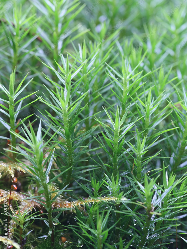 Bank Haircap Moss, Polytrichastrum formosum Bank Haircap Moss, Polytrichastrum formosum