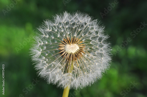 Dandelion seeds background. Little fluffy white Dandelion in the meadow