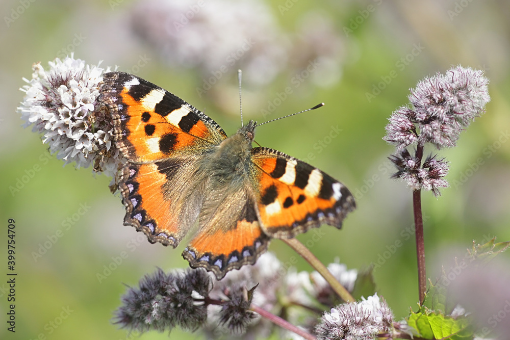 Aglais urticae, Small Tortoiseshell butterfly Aglais urticae, Small Tortoiseshell butterfly