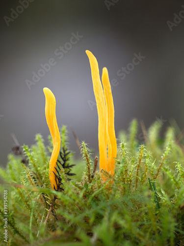 Clavulinopsis helvola, golden club fungus, wild mushrooms from Finland photo