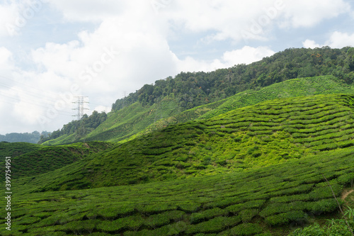 Overview of the Cameron Highlands tea plantations in Malaysia. This beautiful hills are covered by green tea plantations. It is one of the main tourist attractions in Malaysia. © Hernán J. Martín