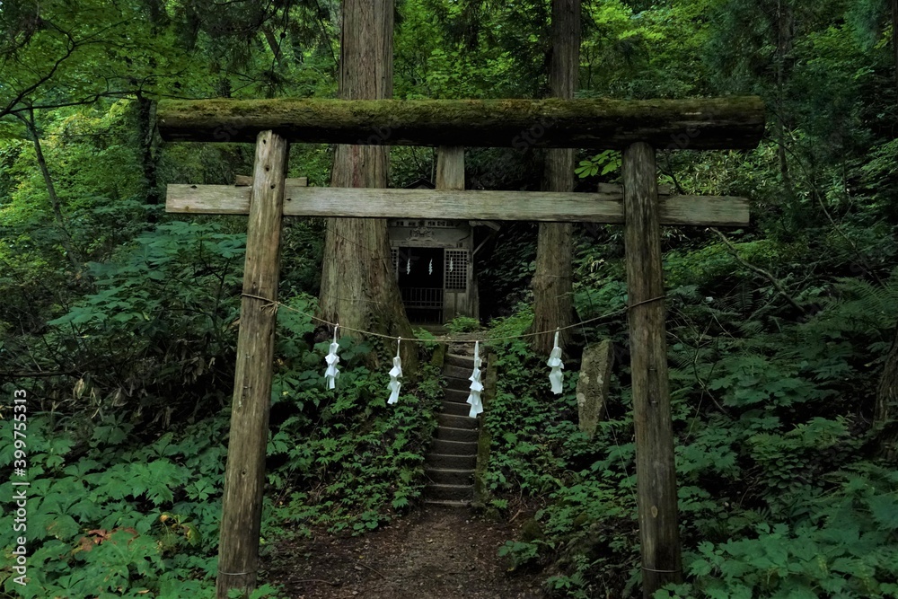 Historical Torii in a forest of Togakushi Shrine, Nagano prefecture , japan 杉の木 信州 戸隠村 Historical Torii in a forest of Togakushi Shrine, Nagano prefecture , japan 杉の木 信州 戸隠村