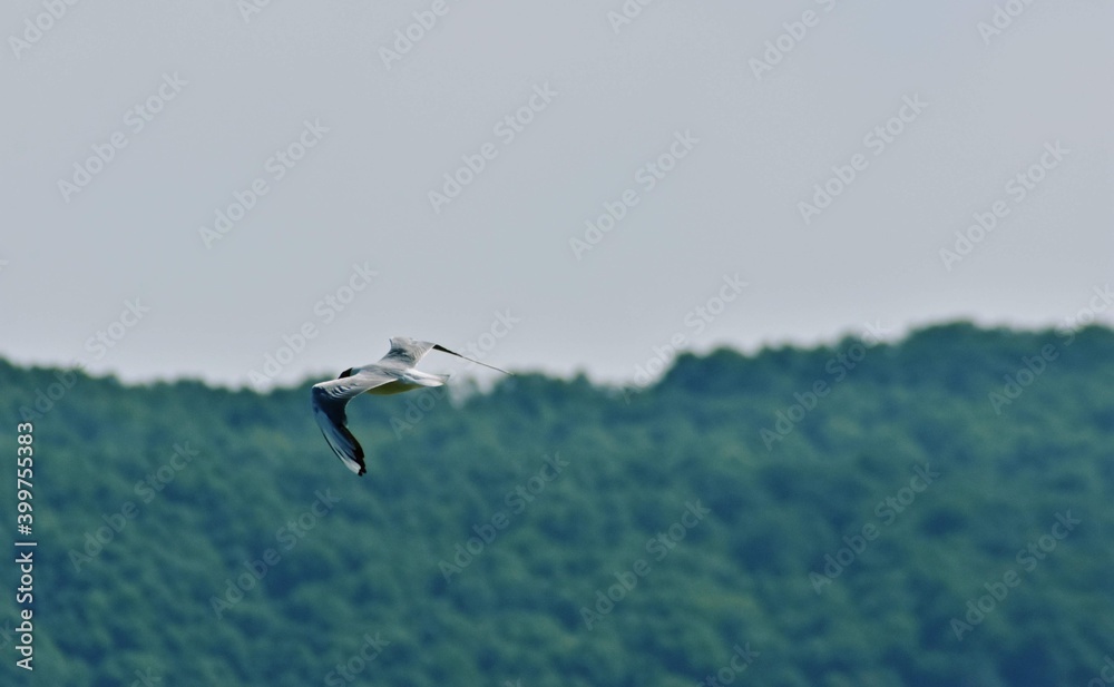 seagull flying in the sky over the lake near the forest. Laridae wild bird living in freedom seagull flying in the sky over the lake near the forest. Laridae wild bird living in freedom