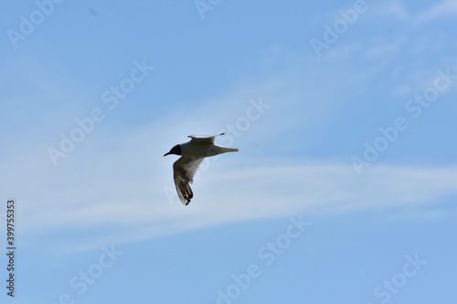 seagull flying in the sky over the lake near the forest. Laridae wild bird living in freedom