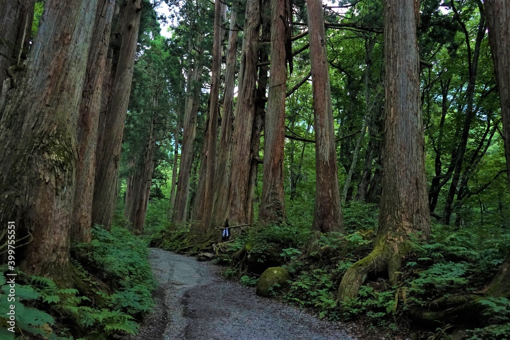Fototapeta premium Sunlight Shining Through a Forest and cedar trees on a country dirt road, 杉の木 信州 戸隠村 