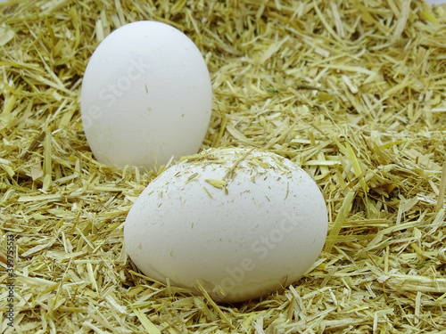 White egg in chicken nest. Organic village eggs provide higher protein photo