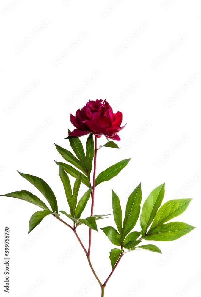peony flower isolated peony flower isolated