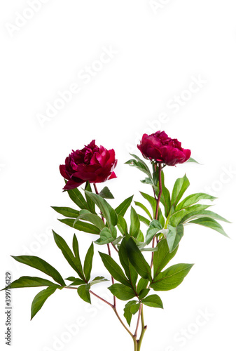 Fototapeta Naklejka Na Ścianę i Meble -  peony flower isolated