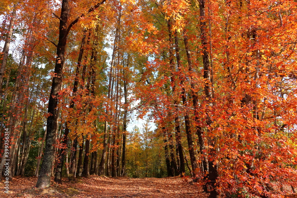 Obraz premium 針木浄水場 オレンジ色に色づく 紅葉 （高知県 高知市）