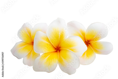 Plumeria flowers isolated © ksena32