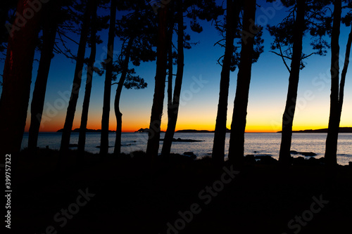 Anochecer en la ría a través de un pinar