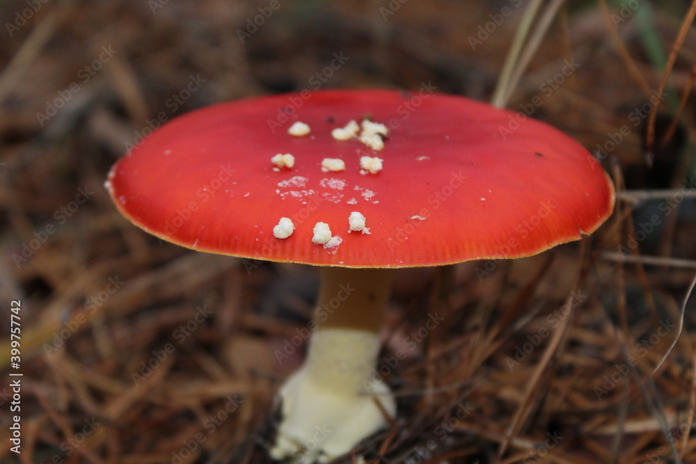 amanita muscaria fly mushroom amanita muscaria fly mushroom