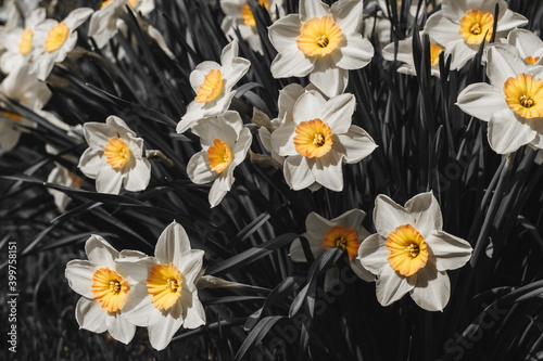 White flowers Narcissus background. photo