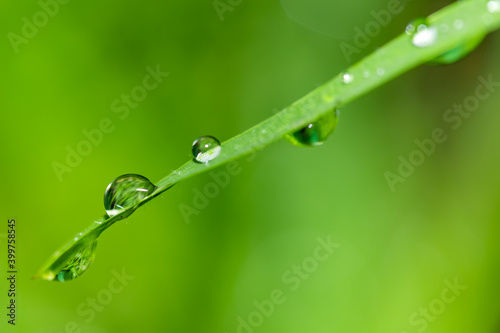 Gotas de agua sobre brizna de hierba