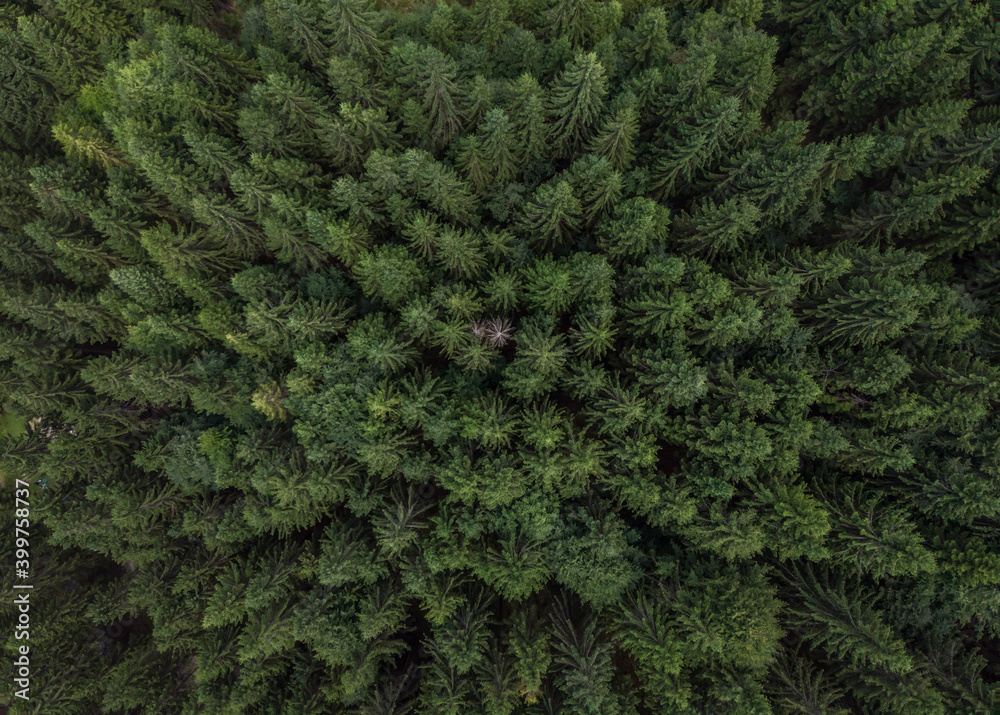 pine forest seen from the drone pine forest seen from the drone
