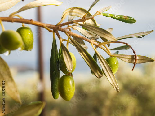 Oliwki, drzewo oliwkowe photo