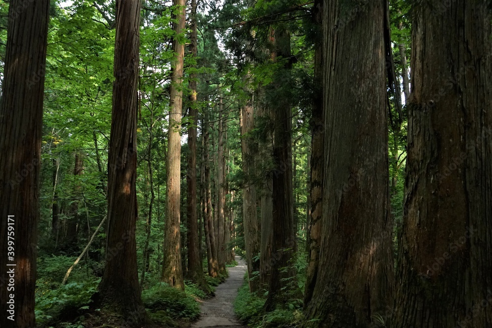 Sunlight Shining Through a Forest and cedar trees on a country dirt road in Togakushi, Nagano prefecture, Japan - 杉の木 信州 戸隠村 長野県 日本