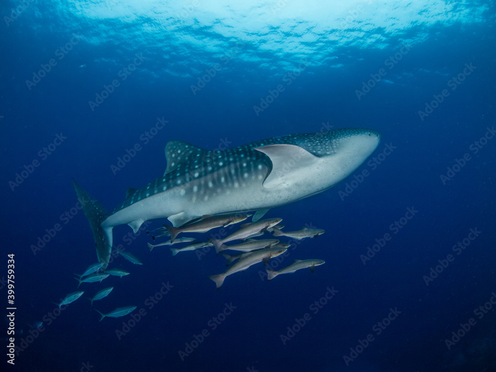 Obraz premium Juvenile whale shark with cobias (Koh Bon, Similan, Thailand)