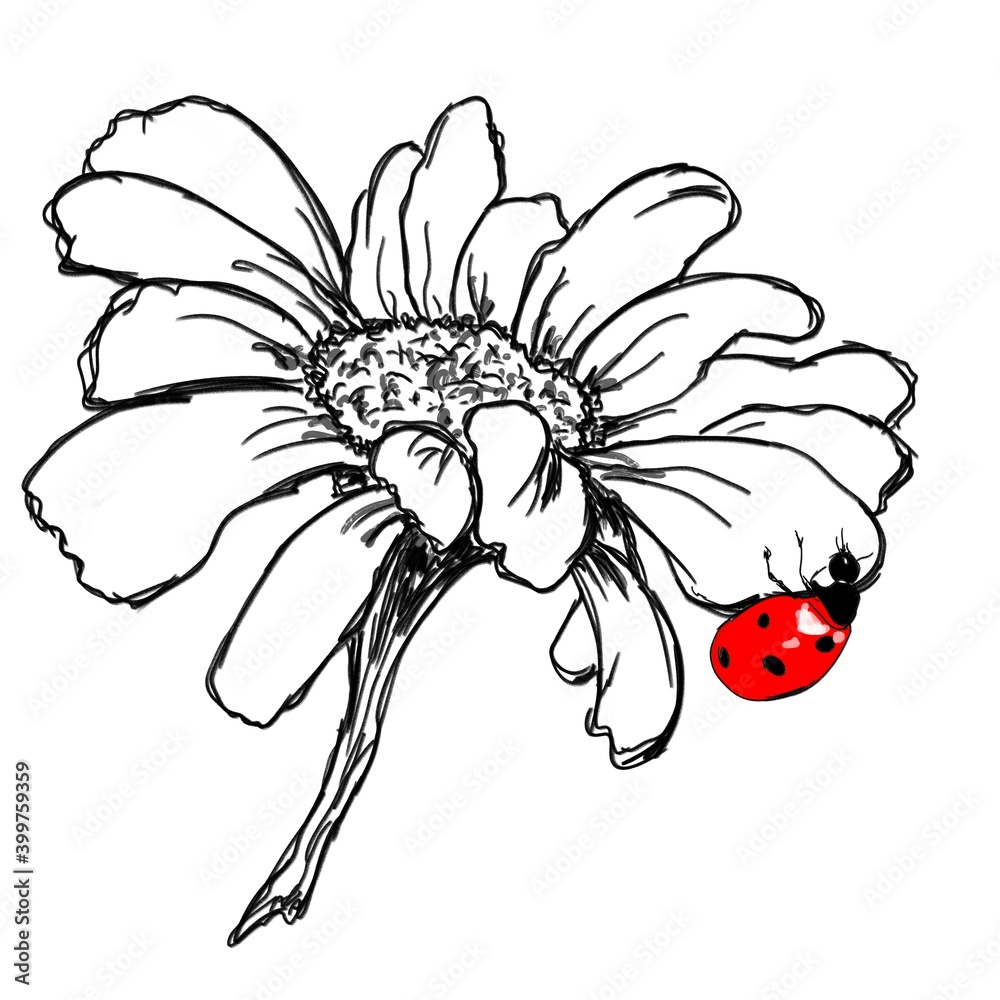 hand drawn flower
a black and white Daisy chamomile with a red ladybug sitting on it hand drawn flower
a black and white Daisy chamomile with a red ladybug sitting on it