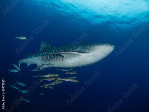 Juvenile whale shark with cobias (Koh Bon, Similan, Thailand)