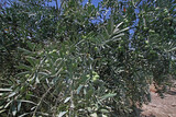 Green olives on the olive tree.