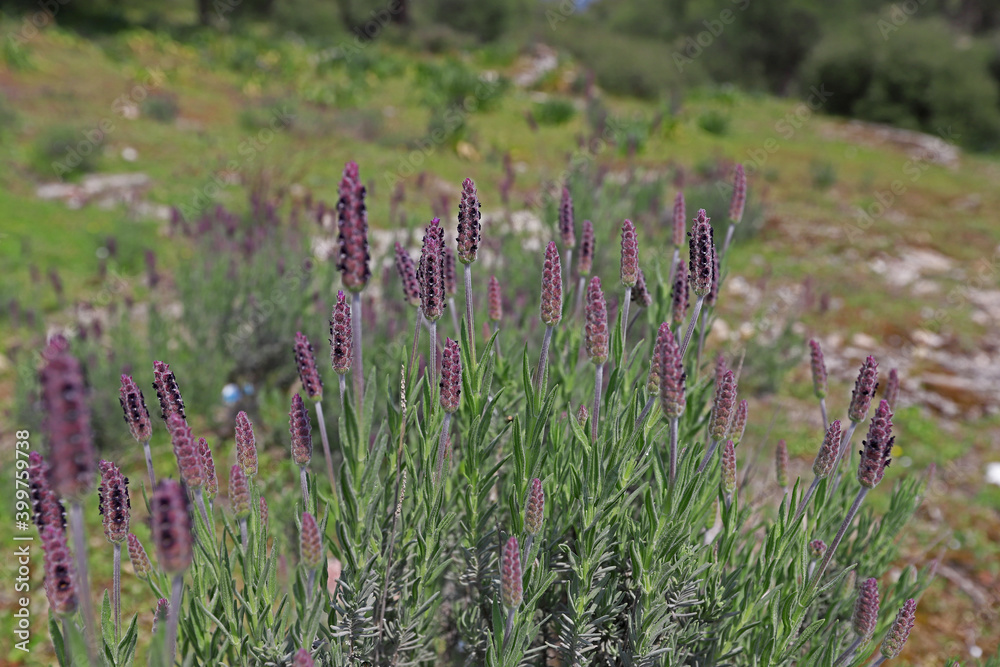 Fototapeta premium Blackhead grass (Lavandula stoechas)