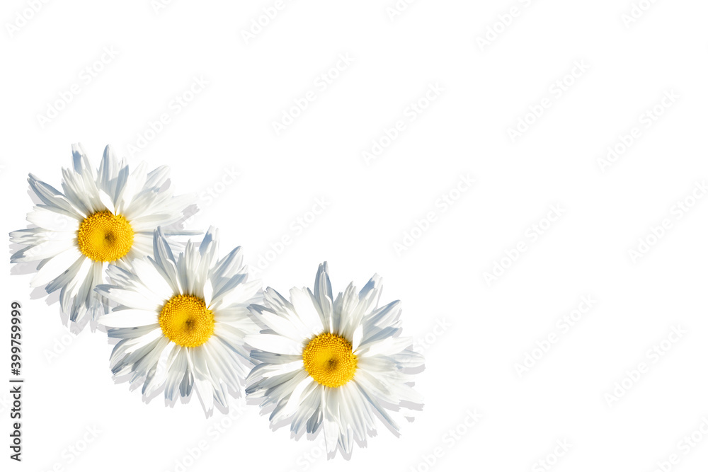 Obraz premium Camomiles close-up on a light background with space for text. Advertising, postcards. banner.