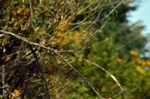 kingfisher sitting on a branch near the lake. waiting for hunt Alcedinidae colourfully wild bird