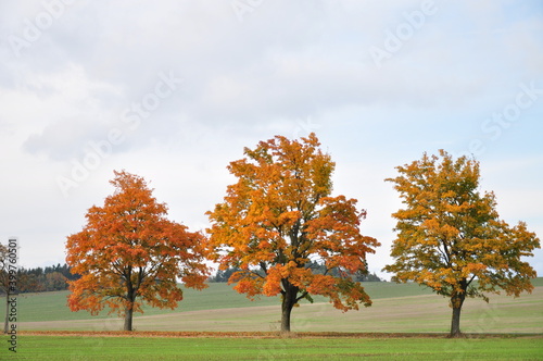 Three maple trees with colored leafs at autumn fall daylight. Countryside landscape cloudy sky.  .
