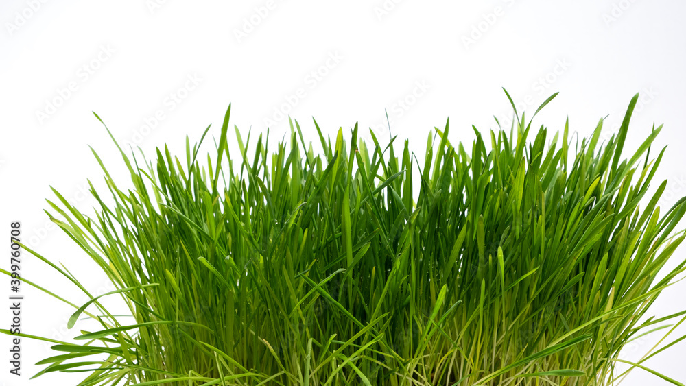 Obraz premium Young grass sprouts of micro greenery on a white background. No people