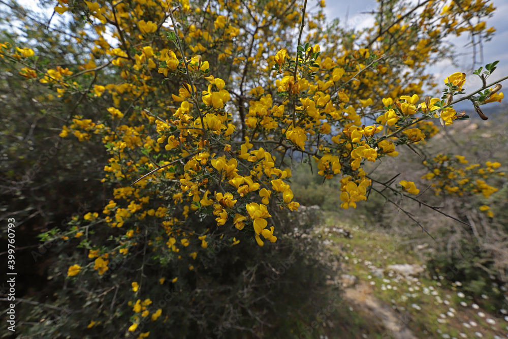 Mimosa tree (acacia dealbata)